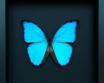 Oprawiony oryginalny peruwiański motyl Morpho didius (jakość A1), czarne tło, 23x23 cm, gabinet osobliwości, szykowna i stylowa dekoracja wnętrza