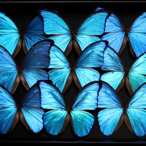 Op de afbeelding: Een ingelijste compositie van tien blauwe vlinders met iriserende vleugels, gerangschikt in een raster op een zwarte achtergrond. De vleugels tonen een scala aan blauwtinten, van licht turquoise tot diep indigo, wat een opvallend contrast creëert.