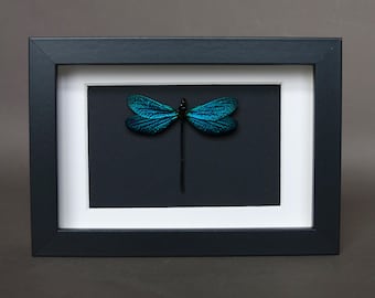Cadre Véritable Libellule Vestalis Melania | Déco Cabinet de Curiosités Originale | Cadre Bois Noir 10x15 cm | Fait Main