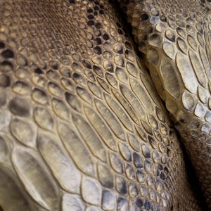 Real Snake Leather for  Artisan Supplies, Natural Taupe Reptile Leather Ideal for Boutiques