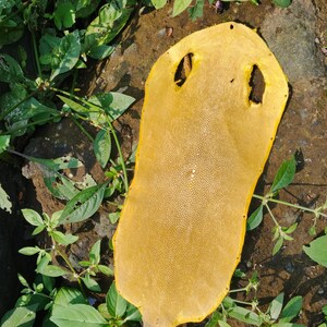 Real Stingray Skin, Golden Yellow Exotic for Craftsman Project