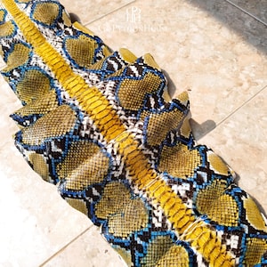 May include: A long, flat python skin featuring a vibrant pattern of yellow, blue, black, and white scales. A bright yellow central stripe runs down the length of the hide. The logo GoPythonHouse is printed at the top of the textured reptile skin.
