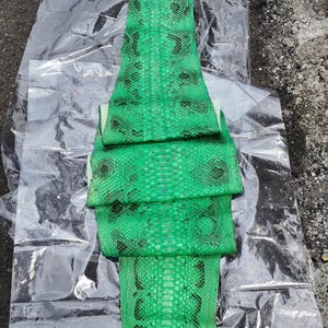 May include: A vibrant green snakeskin hide with a natural scale pattern and dark markings, folded into sections. The top of the hide features the logo and text Gopythonhouse. The skin is laid out flat on a clear, crinkled plastic sheet.