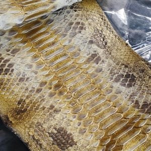 May include: A piece of textured snakeskin leather featuring a gradient of metallic gold and natural brown tones. The surface displays a distinct overlapping scale pattern with the logo GoPythonHouse printed in white at the top center.
