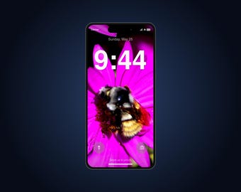 Bumblebee Live Wallpaper for Phone | Animated Bee on Pink Daisy | iPhone & Android Lock Screen Video Wallpaper