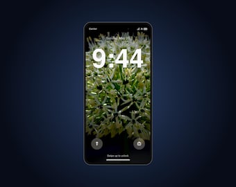 Allium Live Wallpaper for Phone | Animated White Globe Flower Macro | iPhone & Android Lock Screen Video Wallpaper
