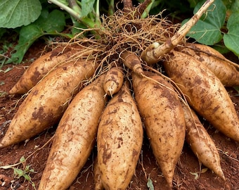 Ukorzenione korzenie yaconu, żywa słodka roślina korzeniowa, organiczna bylina ogrodowa, łatwa rozmnażanie