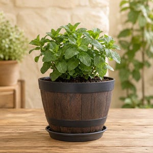 May include: A vibrant green mint plant potted in a dark brown, barrel-shaped planter with black bands. The planter features a textured wood-grain finish and sits on a matching black circular saucer, containing dark potting soil around the base.