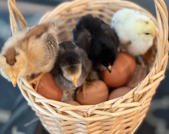 Huevos de gallina fertilizados