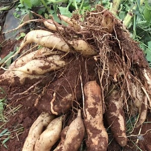 Planta de yacon viva, tubérculo doce andino, rico em prebióticos, ideal para plantio, superalimento cultivado organicamente.