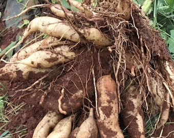 ヤーコンの苗、甘いアンデス産の根菜、プレバイオティクスが豊富な植え付け用塊茎、有機栽培のスーパーフード