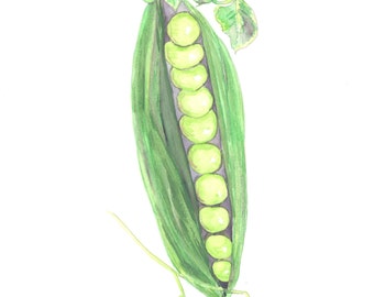 Peas in a Pod Watercolor Print, Vegetable Painting, Kitchen Home Decor Wall Art, Garden Food Picture, Gourmet Chef Gift