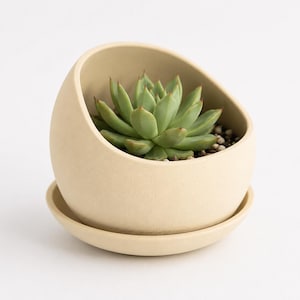 Può includere: Un vaso in ceramica color crema opaco con un'apertura inclinata e asimmetrica. Il contenitore a forma di ciotola poggia su un sottovaso circolare abbinato e contiene una pianta succulenta verde con foglie appuntite in terriccio.
