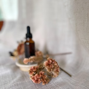 Puede incluir: Un peque&ntilde;o frasco cuentagotas de vidrio &aacute;mbar con tap&oacute;n negro se asienta sobre un plato blanco circular, rodeado de flores de celosia secas, texturizadas y de color marr&oacute;n ros&aacute;ceo, dispuestas en el primer plano de la imagen.