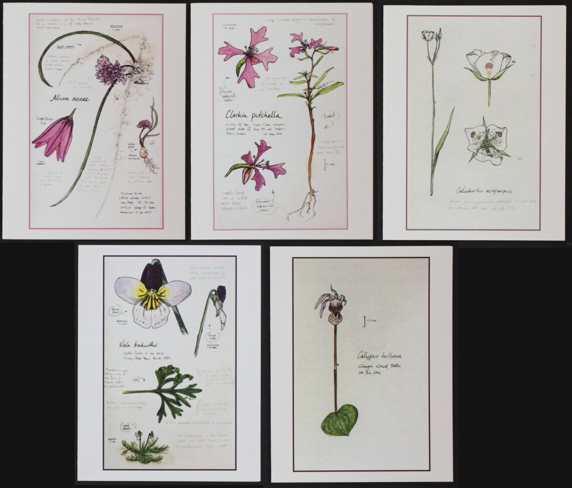 Spring Wildflowers of Idaho set of 5 botanical art | Etsy