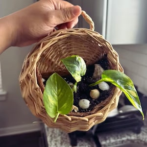 May include: A round, light brown woven wicker hanging basket containing dark potting soil, three green and yellow variegated pothos plant leaves, and several small white and tan seashells nestled within the soil for decoration.