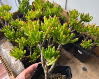 4” Live Succulents, Crassula Ovata “Gollum”, “Skinny Finger”