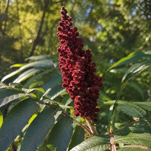May include: Close-up of a staghorn sumac flower head, a vibrant burgundy color, with a fuzzy texture. The flower is surrounded by green, elongated leaves. The background is blurred, suggesting a natural outdoor setting.
