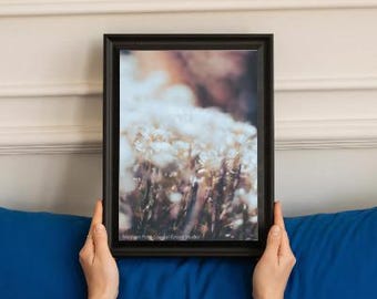 Pobieranie cyfrowe i wydruk artystyczny | Fotografia białego kwiatu polnego | 5x7 8x10 11x14