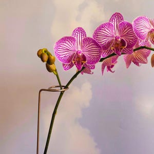 May include: A close-up of a vibrant orchid with purple and white striped petals. The flower is in full bloom, with several buds and a metal support. The background is a soft, cloudy sky.