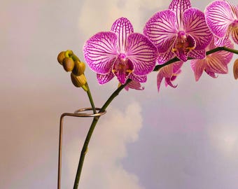 Plant Trellis — Minimal Plant Support in Blush Steel (5)