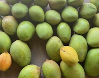 5lb Premium Mixed Mango Fruit: Zill, Thai, Indian, Florida, Caribbean Varieties