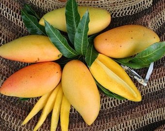 Box of Mangos Nam Doc Mai Mango Fruit Mango Box