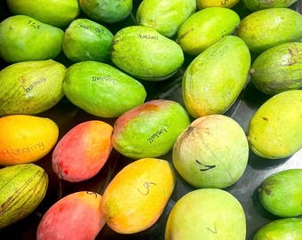 Gemischte Mango Fruit Box: Zill, Thai, Indian, Florida Sorten