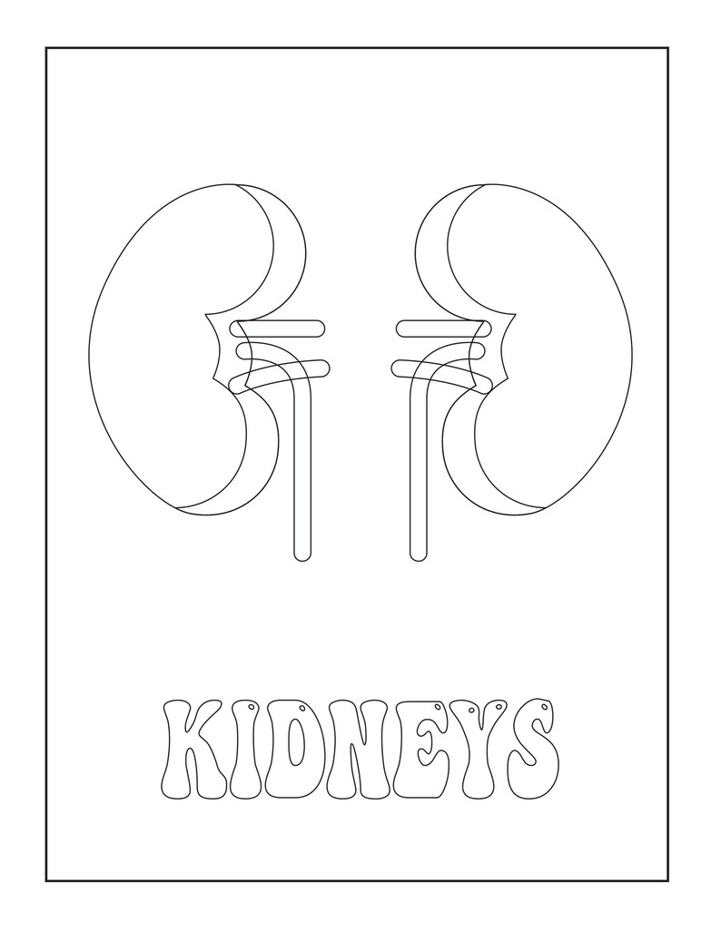 A black and white outline coloring page of two kidneys with the text KIDNEYS below.
