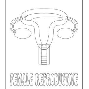 A black and white outline coloring page of the female reproductive system with the text FEMALE REPRODUCTIVE below.
