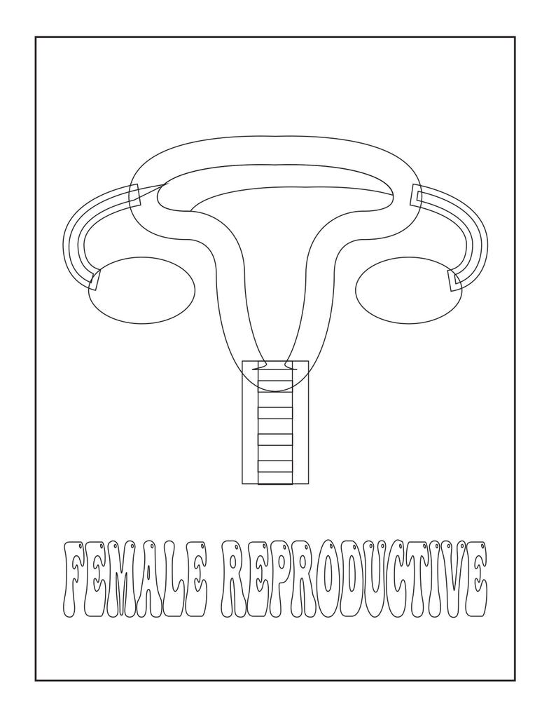 A black and white outline coloring page of the female reproductive system with the text FEMALE REPRODUCTIVE below.