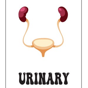 An educational card showing a colored illustration of the urinary system with two dark red kidneys, ureters, and bladder, with the text URINARY below.