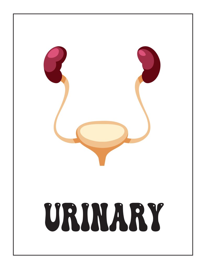 An educational card showing a colored illustration of the urinary system with two dark red kidneys, ureters, and bladder, with the text URINARY below.