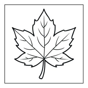 May include: A black and white line drawing of a maple leaf centred within a square frame. The illustration features a bold outline and internal veins, showcasing the classic five-pointed shape of the leaf with a short stem at the bottom.