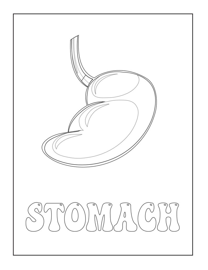 A coloring page showing a black outline of a stomach above the outlined text reading STOMACH.