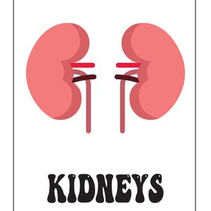 An educational card featuring a pink illustration of two kidneys with attached vessels and the text KIDNEYS below.
