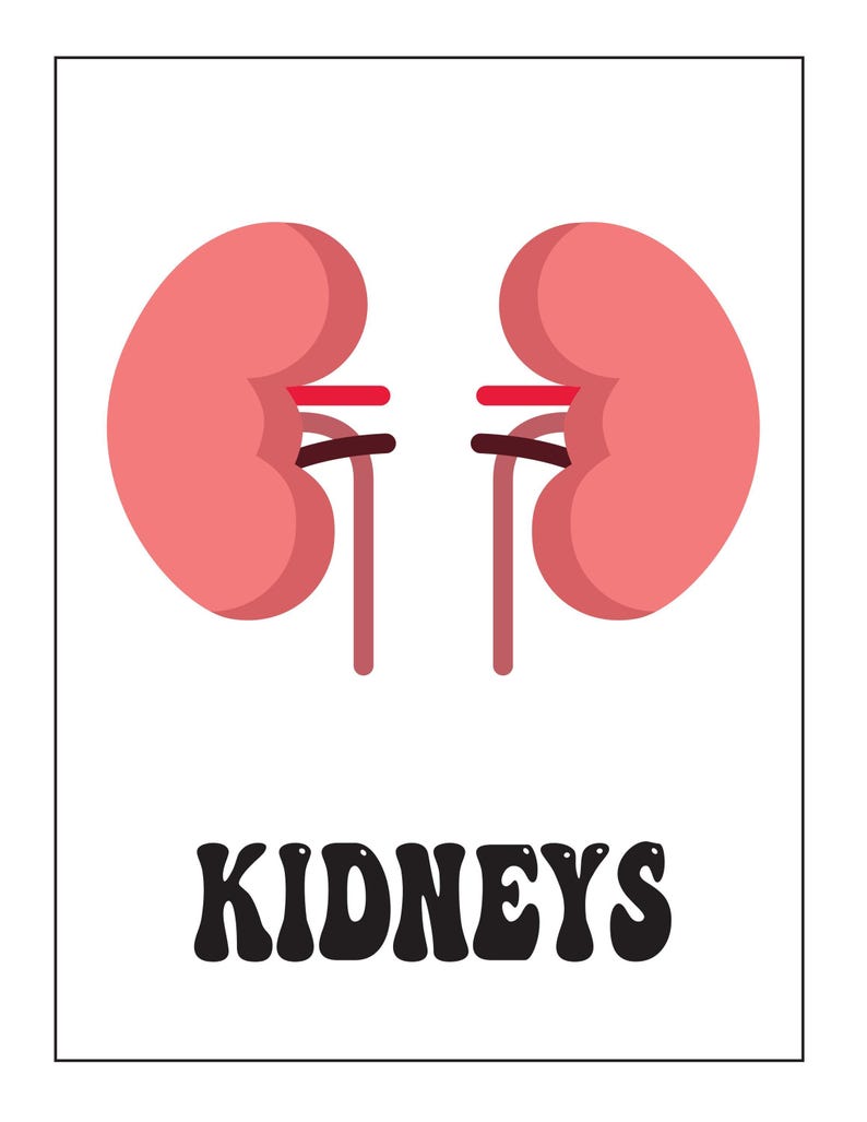 An educational card featuring a pink illustration of two kidneys with attached vessels and the text KIDNEYS below.