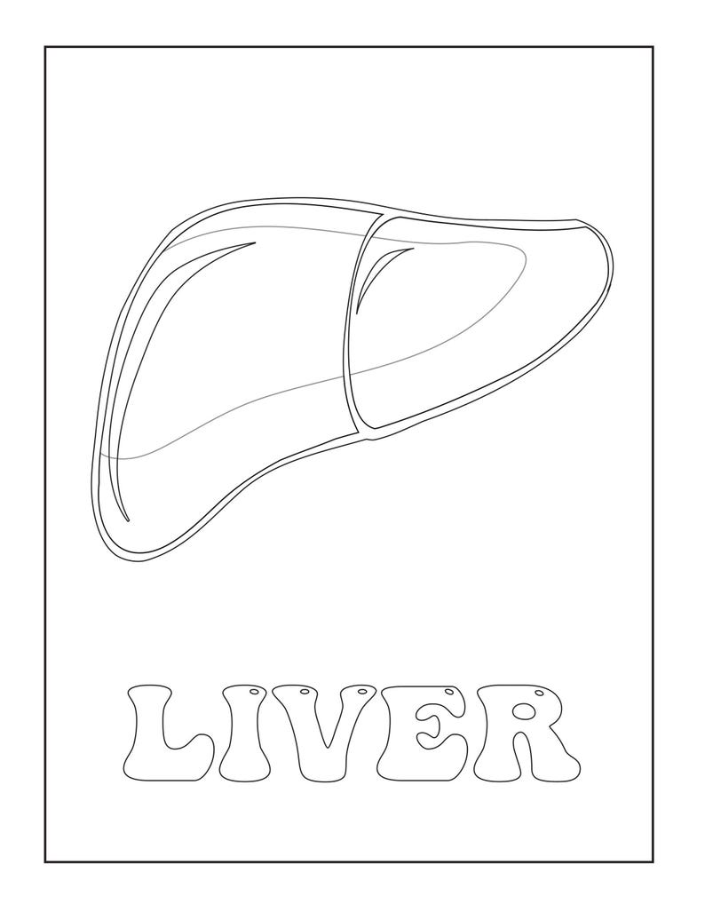 A coloring page showing a black outline of a liver above the outlined text reading LIVER.