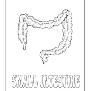 A black and white outline coloring page of the small intestine with the text SMALL INTESTINE below.