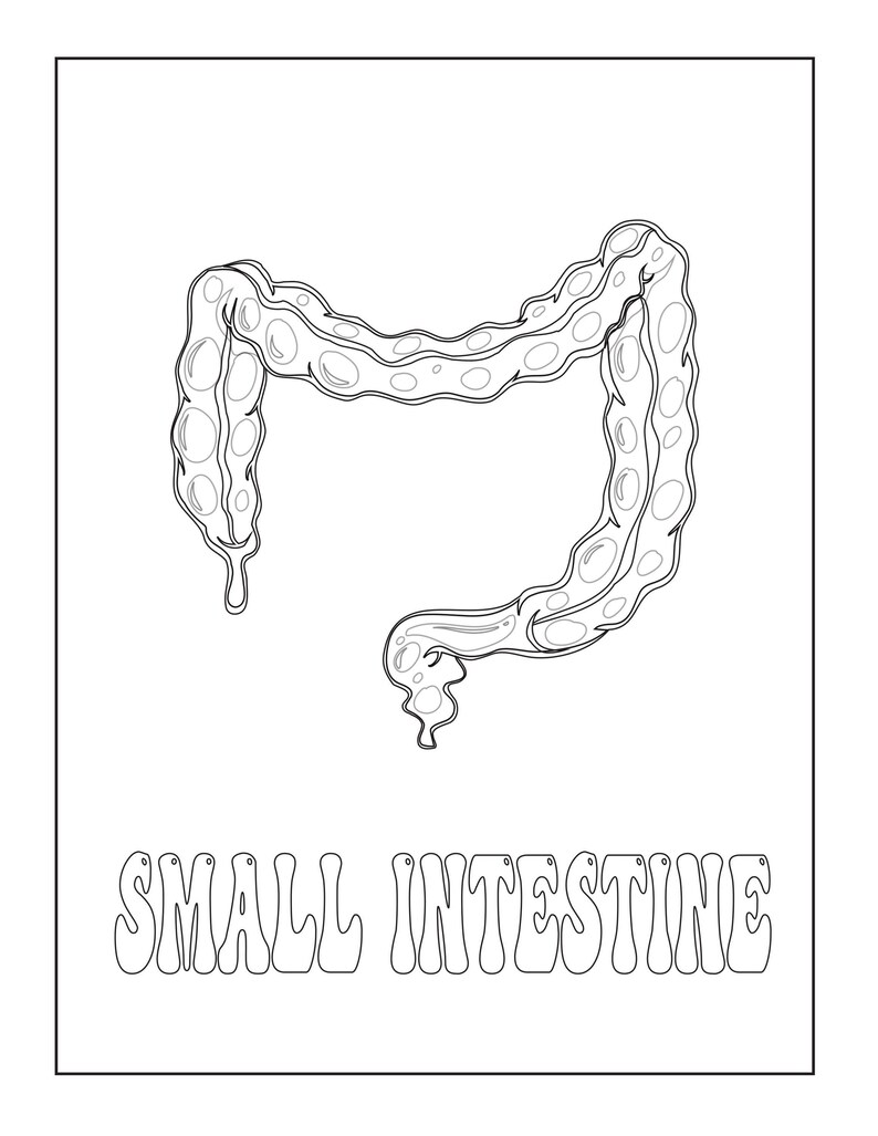 A black and white outline coloring page of the small intestine with the text SMALL INTESTINE below.