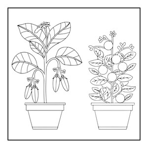 May include: A black and white line art illustration of two potted plants. The left plant features broad leaves and elongated fruit, while the right plant displays smaller leaves and round fruit. Both plants are contained in simple pots.