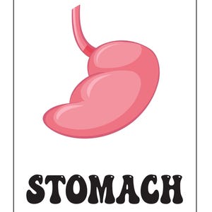 A flashcard showing a pink illustrated stomach above the bold black text reading STOMACH.