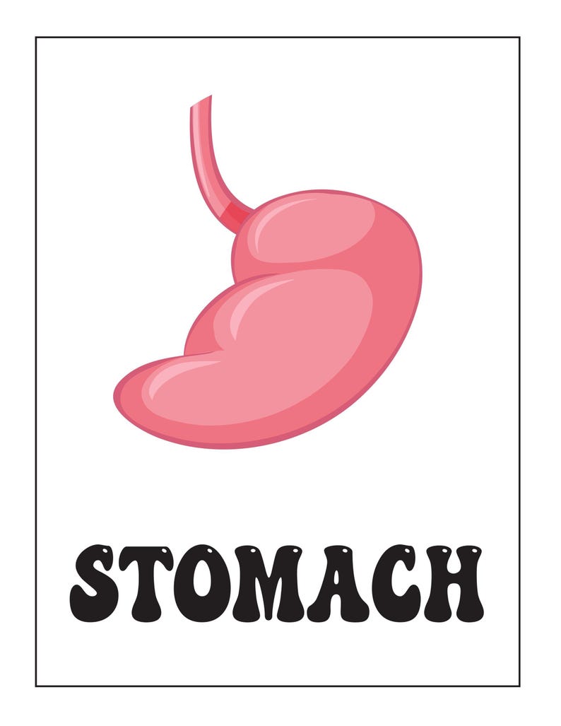 A flashcard showing a pink illustrated stomach above the bold black text reading STOMACH.