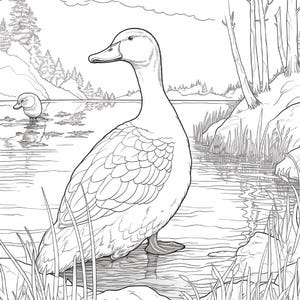 K&ouml;nnte beinhalten: Eine schwarz-wei&szlig;e Malvorlage mit der Illustration einer gro&szlig;en Ente, die im flachen Wasser an einem felsigen Ufer steht. Im Hintergrund schwimmt eine kleinere Ente im See, umgeben von B&auml;umen, hohem Gras und einem bew&ouml;lkten Himmel.