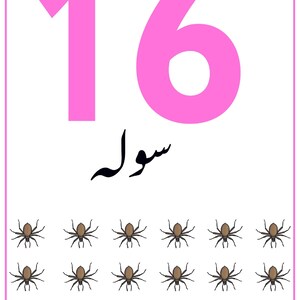 K&ouml;nnte beinhalten: Eine rechteckige Lernkarte mit wei&szlig;em Hintergrund und einem d&uuml;nnen rosa Rand. Die Zahl 16 ist oben in gro&szlig;er rosa Schrift gedruckt, gefolgt von schwarzer arabischer Schrift und sechzehn kleinen braunen Spinnenillustrationen in Reihen.