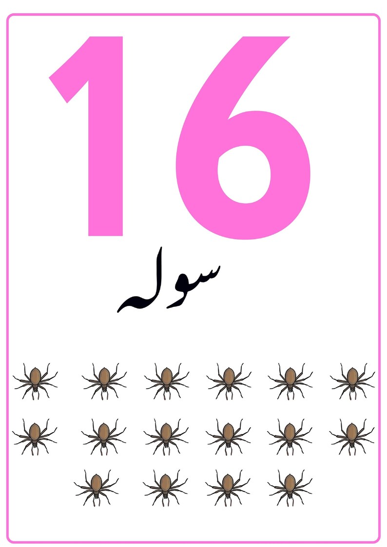K&ouml;nnte beinhalten: Eine rechteckige Lernkarte mit wei&szlig;em Hintergrund und einem d&uuml;nnen rosa Rand. Die Zahl 16 ist oben in gro&szlig;er rosa Schrift gedruckt, gefolgt von schwarzer arabischer Schrift und sechzehn kleinen braunen Spinnenillustrationen in Reihen.