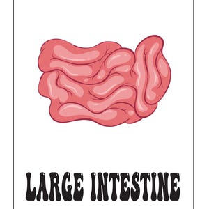 An educational card featuring a pink illustration of the large intestine with the text LARGE INTESTINE below.