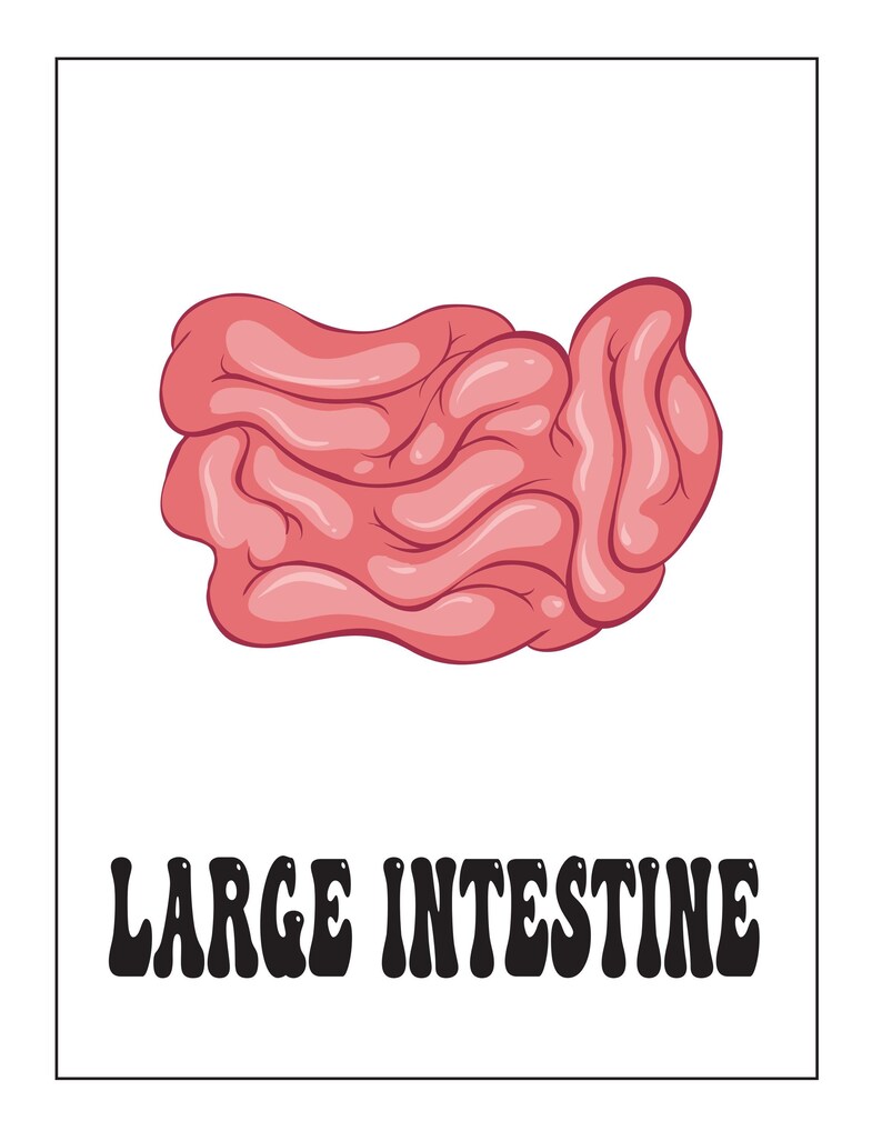 An educational card featuring a pink illustration of the large intestine with the text LARGE INTESTINE below.