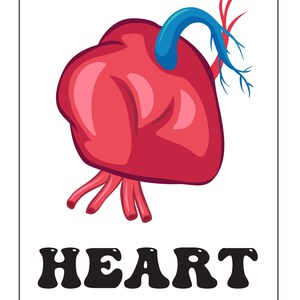 A flashcard featuring a red, blue, and pink illustrated heart above the bold black text reading HEART.