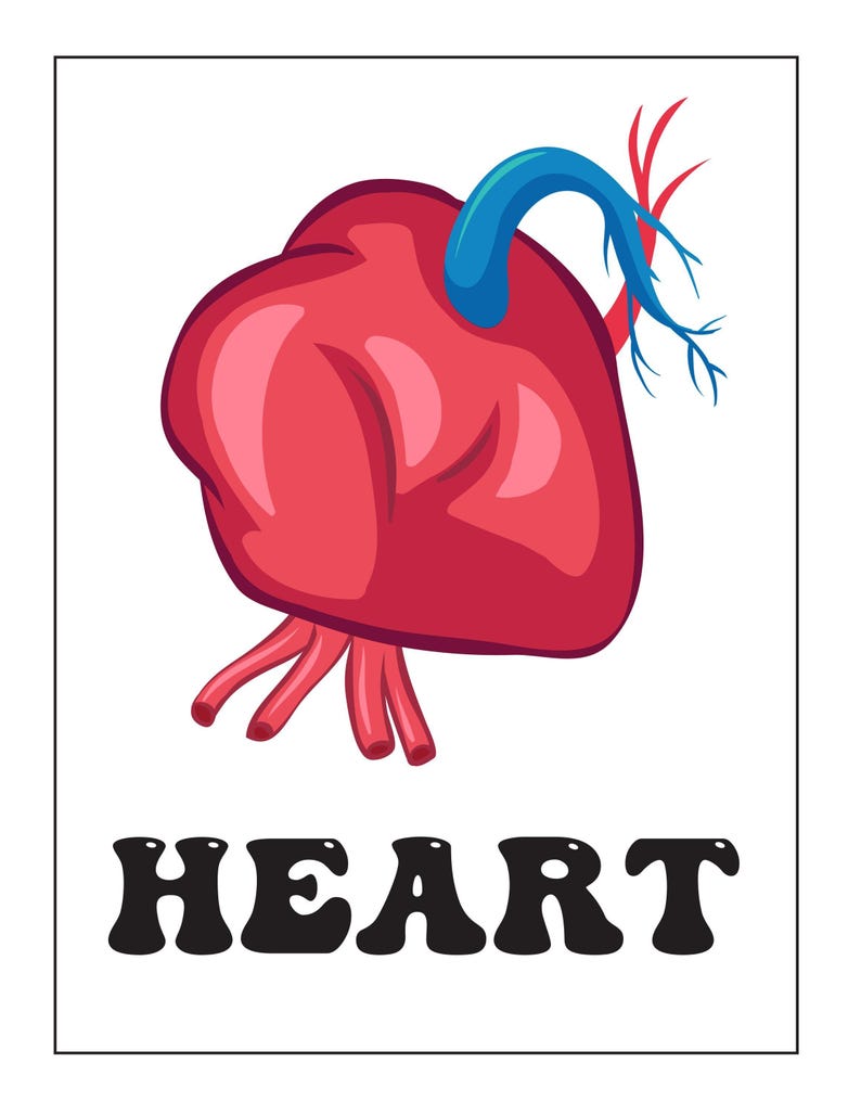 A flashcard featuring a red, blue, and pink illustrated heart above the bold black text reading HEART.